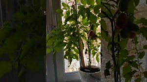 ТОМАТЫ НА ОКНЕ. Сорт томата Комнатный Сюрприз?