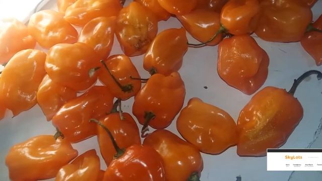 Habanero Хабанеро