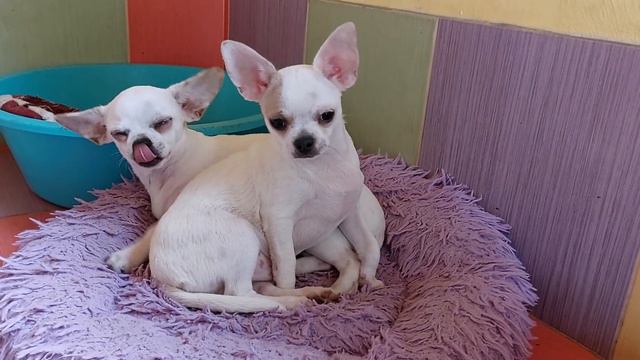 ясли чихуахуа питомник Кастропуло Крым купить красивого щенка, доставка есть 89787458062 смотреть онлайн