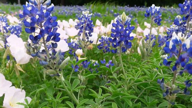 Texas bluebonnet flowers 2017 arlington texas(3) смотреть онлайн