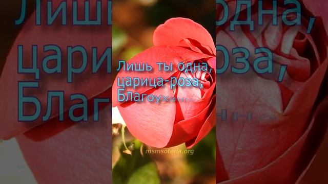 Осенняя Роза - Афанасий Фет.? Красивые Стихи. #shorts смотреть онлайн