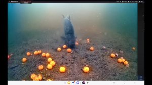 Ловля карпа