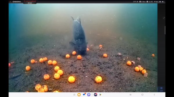 Ловля карпа