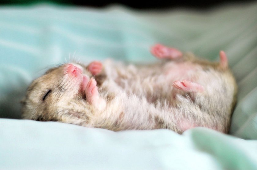 ДЖУНГАРИК ОЧЕНЬ МИЛЫЙ ПЬЕТ ВОДУ ЛЁЖА НА СПИНКЕ смотреть онлайн