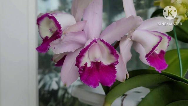 Cattleya intermedia v.orlata'Rio очередное домашнее цветение. смотреть онлайн