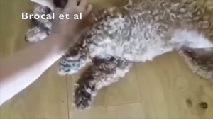 Эпилепсия у собаки. Возникла сразу после поедания корма.