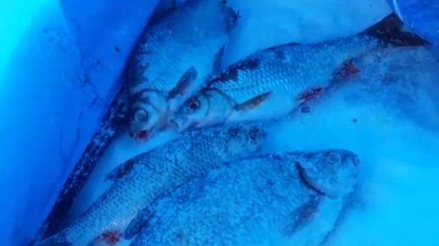 Чудское озеро, деревня Островцы. Хороший клев плотвы. смотреть онлайн