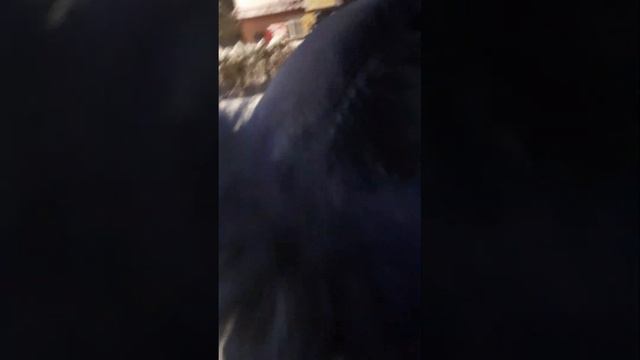05.01.2023 прогулка перед сном. смотреть онлайн