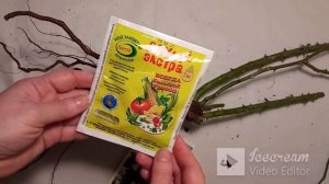 Как сохранить саженец розы до высадки в открытый грунт