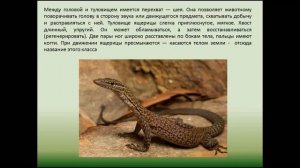 Внешнее строение и скелет пресмыкающихся . Биология 7 класс.