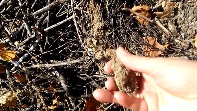 Осенью не только листья падают с деревьев но и гнезда. смотреть онлайн