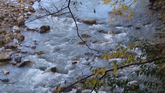 Адлер, Хоста, тисо-самшитовая роща. смотреть онлайн