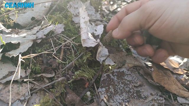 Тиха Охота 2021. Сморчки,Строчки та Дідухи.Перший похід смотреть онлайн