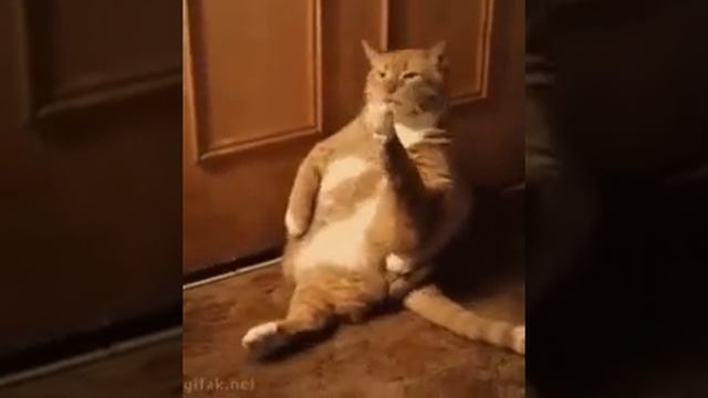 Жирный рыжий кот вылизывается / Fat red cat licks смотреть онлайн