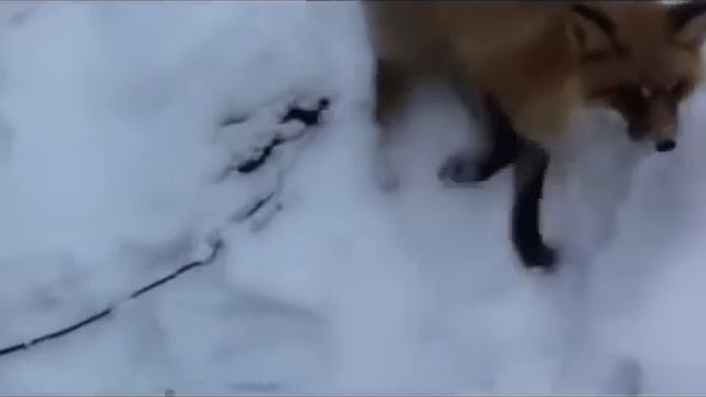 Лисичка кушает сникерс смотреть онлайн