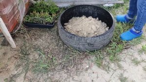грядки из автомобильных колес