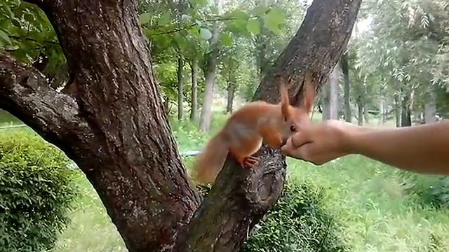 Ручная белочка в городском парке.Белка грызет орешки. смотреть онлайн