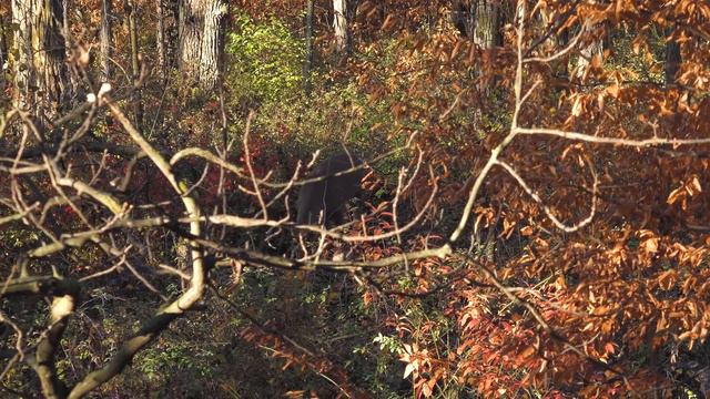 Rattling for BUCKS in late OCTOBER! (Nice 8 Pointer at 10 yards!) смотреть онлайн