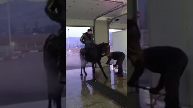 Коня помыли на автомойке керхером смотреть онлайн