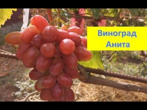 Виноград Анита, Алвика