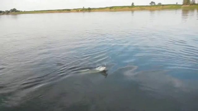 Ловля жереха на волкер lucky craft sammy 85 ,и бейткастинговую снасть с мультом, поимка жереха смотреть онлайн