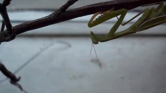 Богомол в Сибири смотреть онлайн