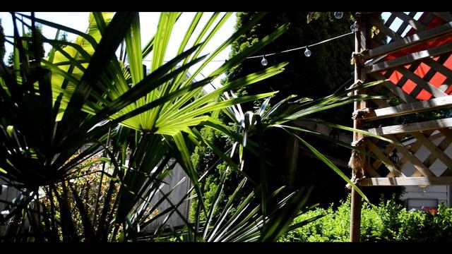 Small Tropical Garden🌴ADVENTURE episode 2 - SPRING 2021 - Zone 8 Vancouver Canada смотреть онлайн