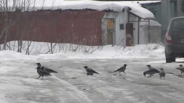 Crow Hunting Кроухантинг. Весенний отстрел вредителей.