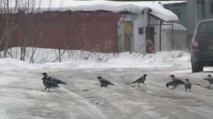 Crow hunting Кроухантинг. Весенний отстрел вредителей.