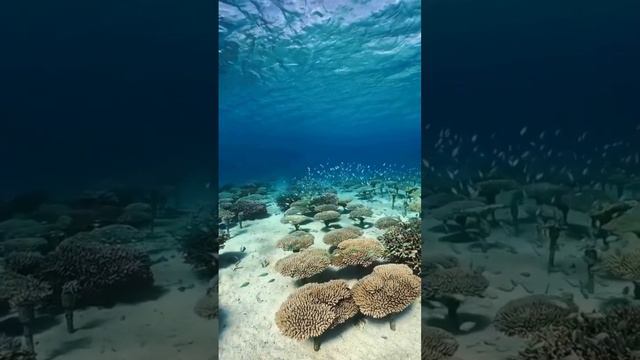 Рыбы тоже птицы! смотреть онлайн