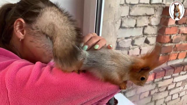"Повернись к лесу..., ко мне передом!..."🤣🐿️🧡 Squirrel and window смотреть онлайн