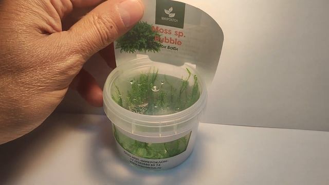 Живое аквариумное растение Мох Бабл меристемное