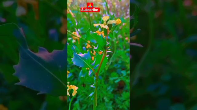 #quran #islamic #islam #nature #surahrehman #tilawat #surahyaseen #surahqaf #flowers #beautiful смотреть онлайн