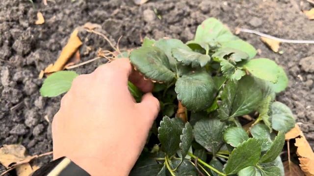 Терраса почти готова/Рецепты/Струдель с ЯБЛОКАМИ/Пробуем Дамплинги/Уход за цветами/Прогулка смотреть онлайн