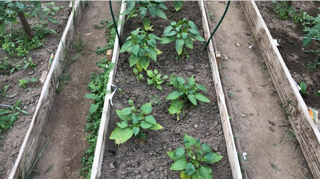 Уход за перцем в теплице После высадки рассады смотреть онлайн