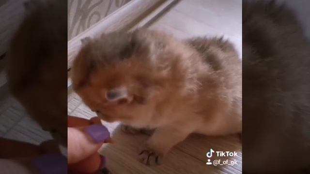 Первый прикорм котят. смотреть онлайн