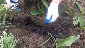 Пересадка подснежников