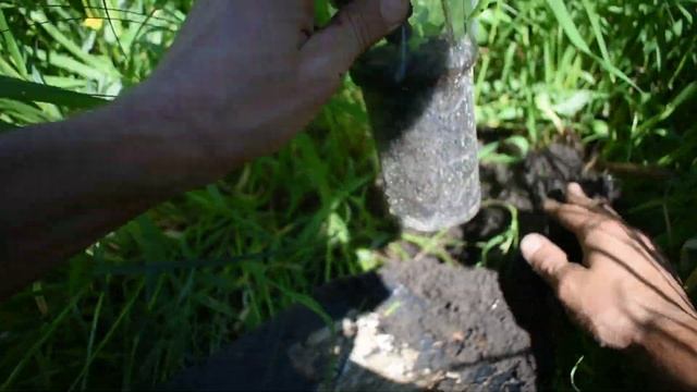 #ПосадиДерево .) Посадил Любимой Речке Катальпы,Ивы,Тополя :-) смотреть онлайн