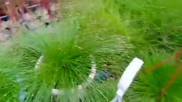 Пройти мимо этого чудесного цветочка невозможно. Милый изолепис. смотреть онлайн