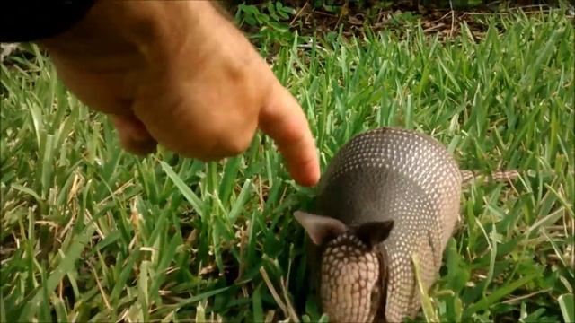 Воскресенье Прогулка Броненосцы, озеро и черепаха смотреть онлайн