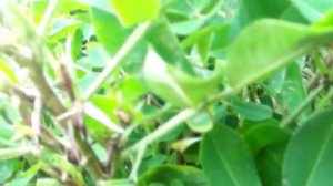 Как  легко вырастить арахис в средней полосе.