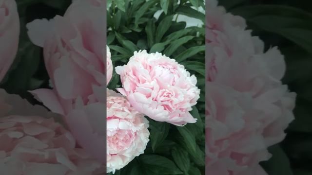 Пион Коренелия Шейлор/ Paeonia Cornelia Shaylor/ частная коллекция «САДОВАЯ ПАЛИТРА» смотреть онлайн