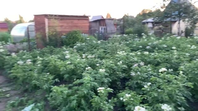 КУПИЛА ЗАБРОШЕННУЮ ДАЧУ/ПРИЕХАЛИ НА ДАЧУ, А ТАМ…/ОБЗОР МОЕГО ОГОРОДА/ВСЕ ЗАРОСЛО/БОРЬБА С СОРНЯКАМИ смотреть онлайн