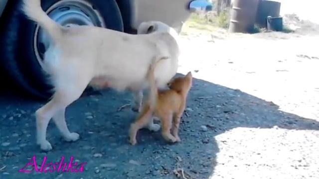 Собаки, которые кормят котят.  Мило.