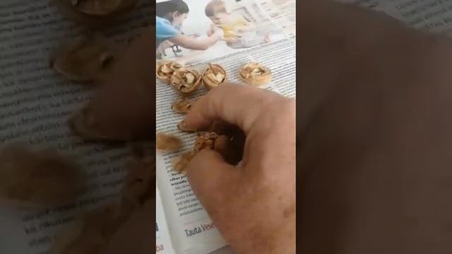 Невероятно! В холодной Латвии выращивают грецкие орехи смотреть онлайн