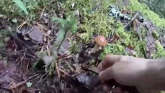 Сбор грибов на Урале. Виды грибов. Съедобные грибы. смотреть онлайн