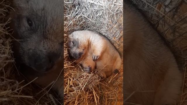 Сурок в норе#милые животные#marmot#cute animals смотреть онлайн