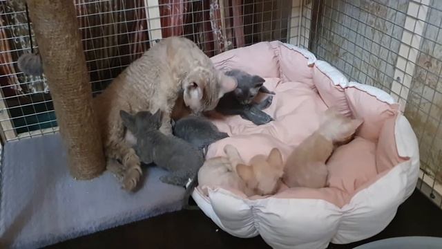 Котята Девон Рекс 08.06.21. Утренний релакс смотреть онлайн