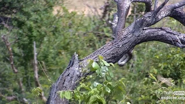 Rock Python catches a dove. Explore.org 29 December 2022 смотреть онлайн