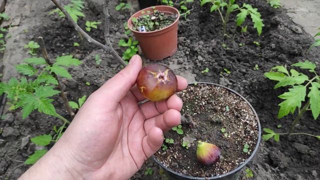 Сорт инжира Persian black/dark red смотреть онлайн